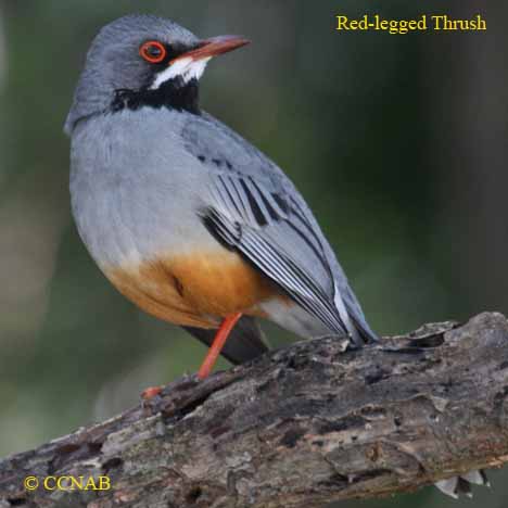 Birds of North America