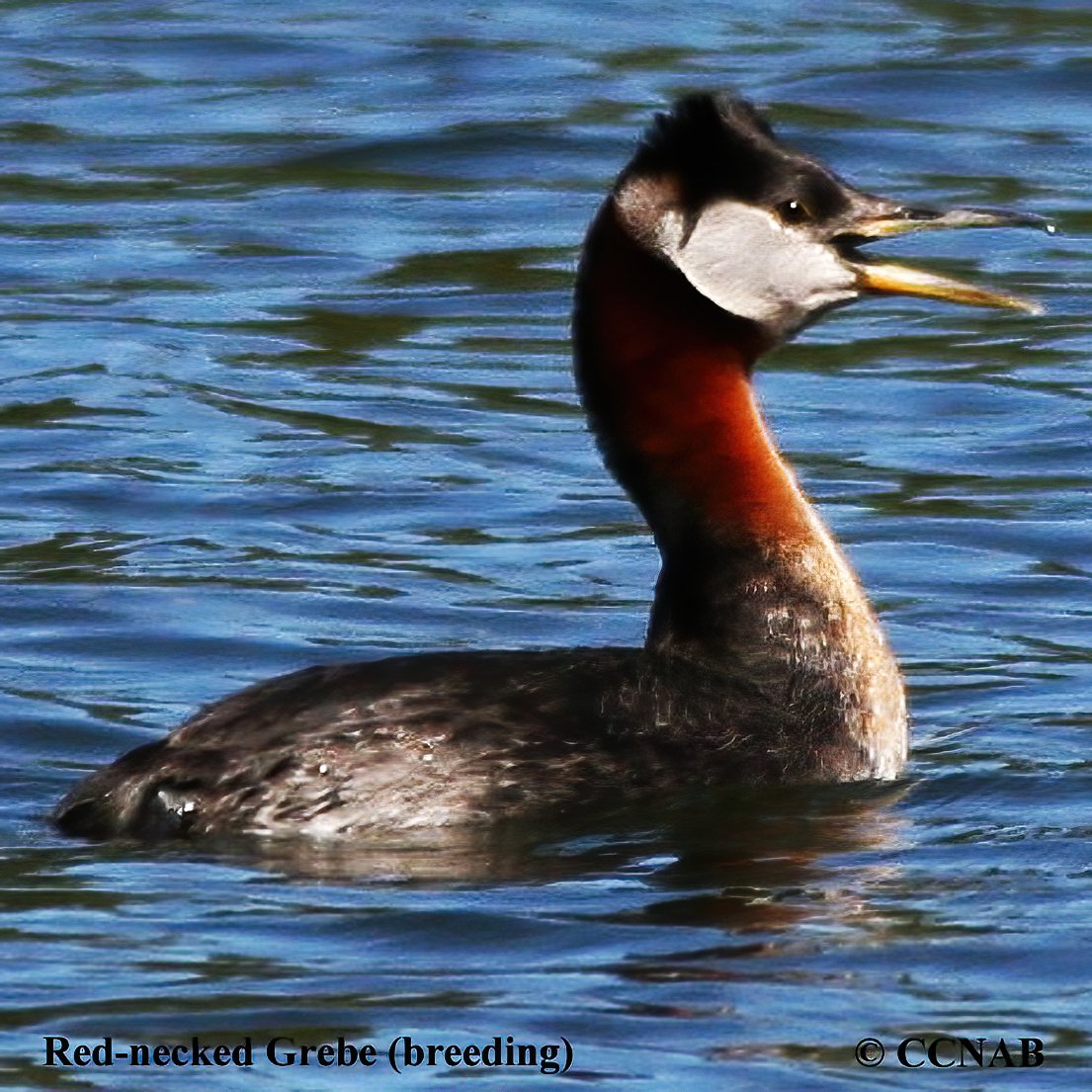 Birds of North America