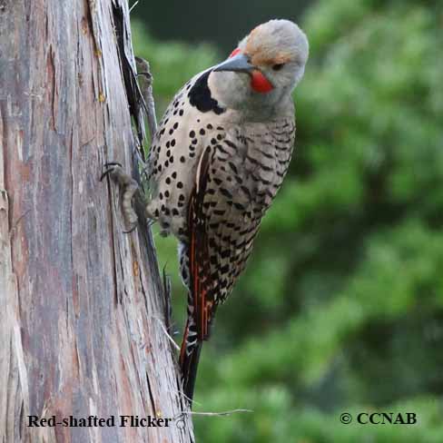 Birds of North America