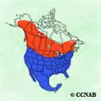 Red-tailed Hawk range map