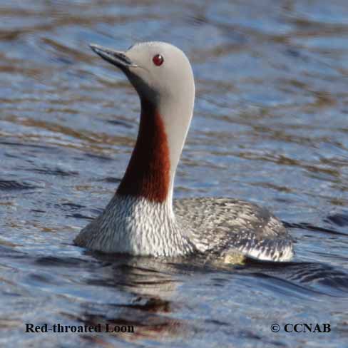 Birds of North America
