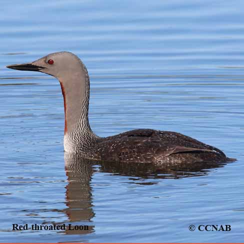 Birds of North America