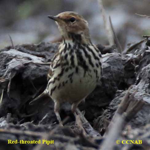 Birds of North America