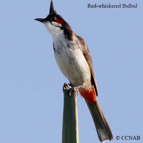 Birds of North America