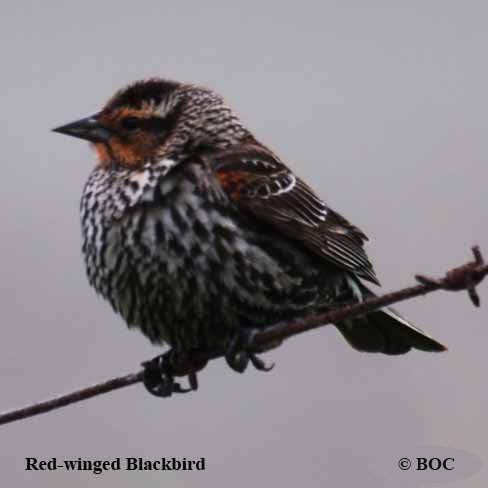 Birds of North America