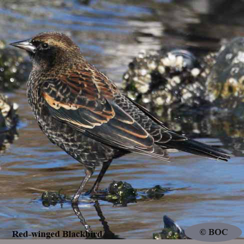 North American Blackbirds