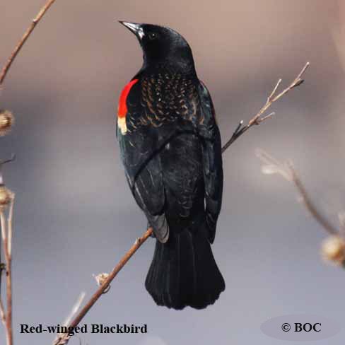 Birds of North America