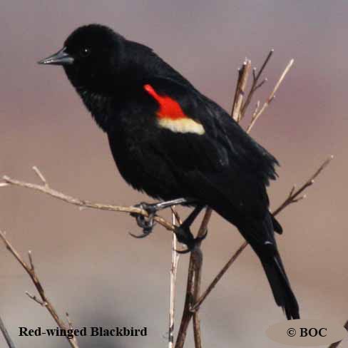 Birds of North America