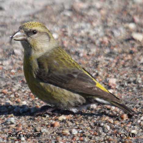 Birds of North America