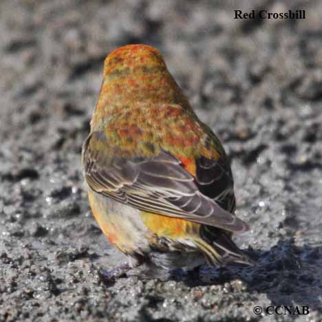 Birds of North America