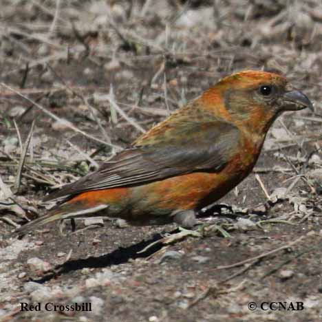 Red Crossbill
