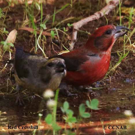 Birds of North America