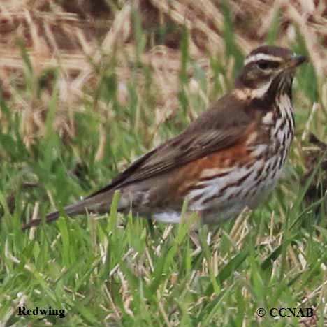 Birds of North America