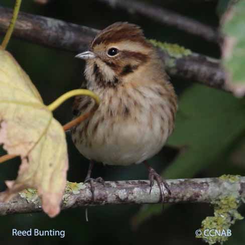 Birds of North America