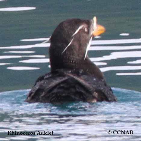 Birds of North America