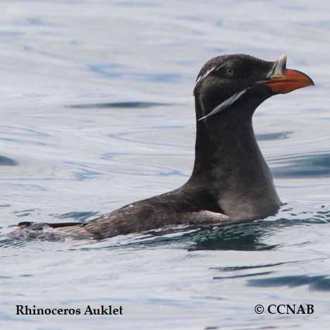 Birds of North America