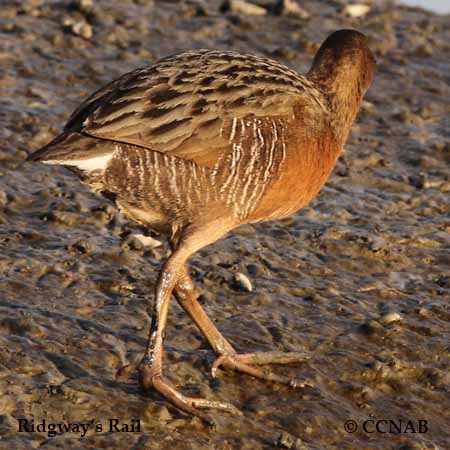 Birds of North America