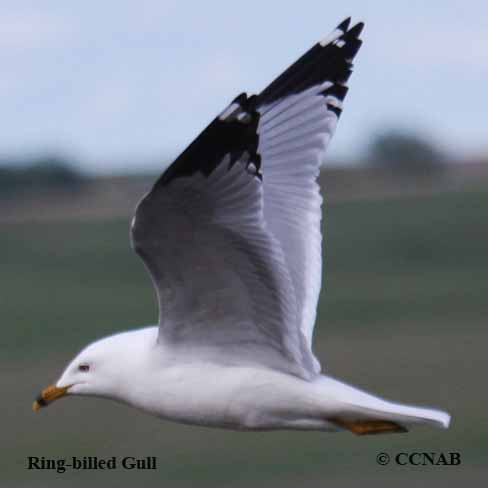 Birds of North America