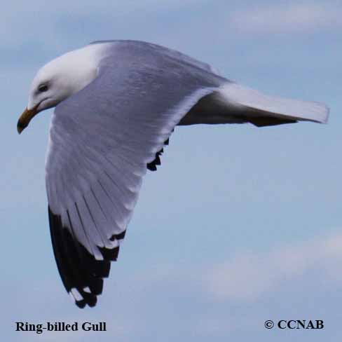 Birds of North America