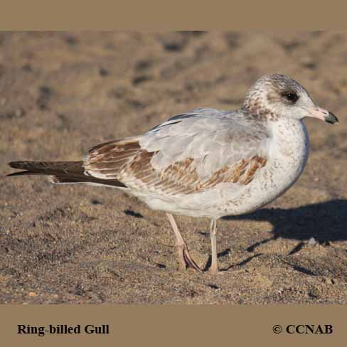 Birds of North America