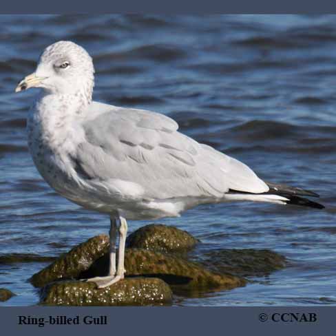 Birds of North America