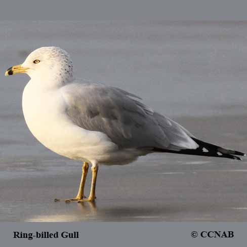 Birds of North America
