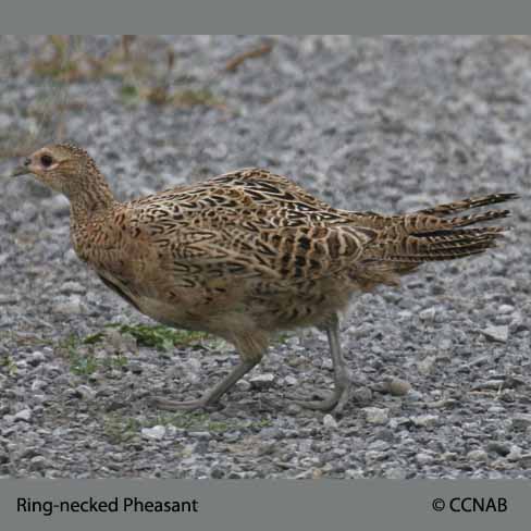 Birds of North America