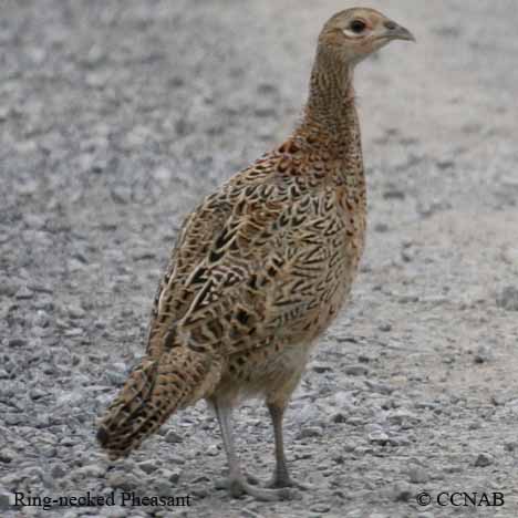 Birds of North America
