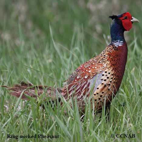 Birds of North America