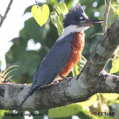Ringed Kingfisher
