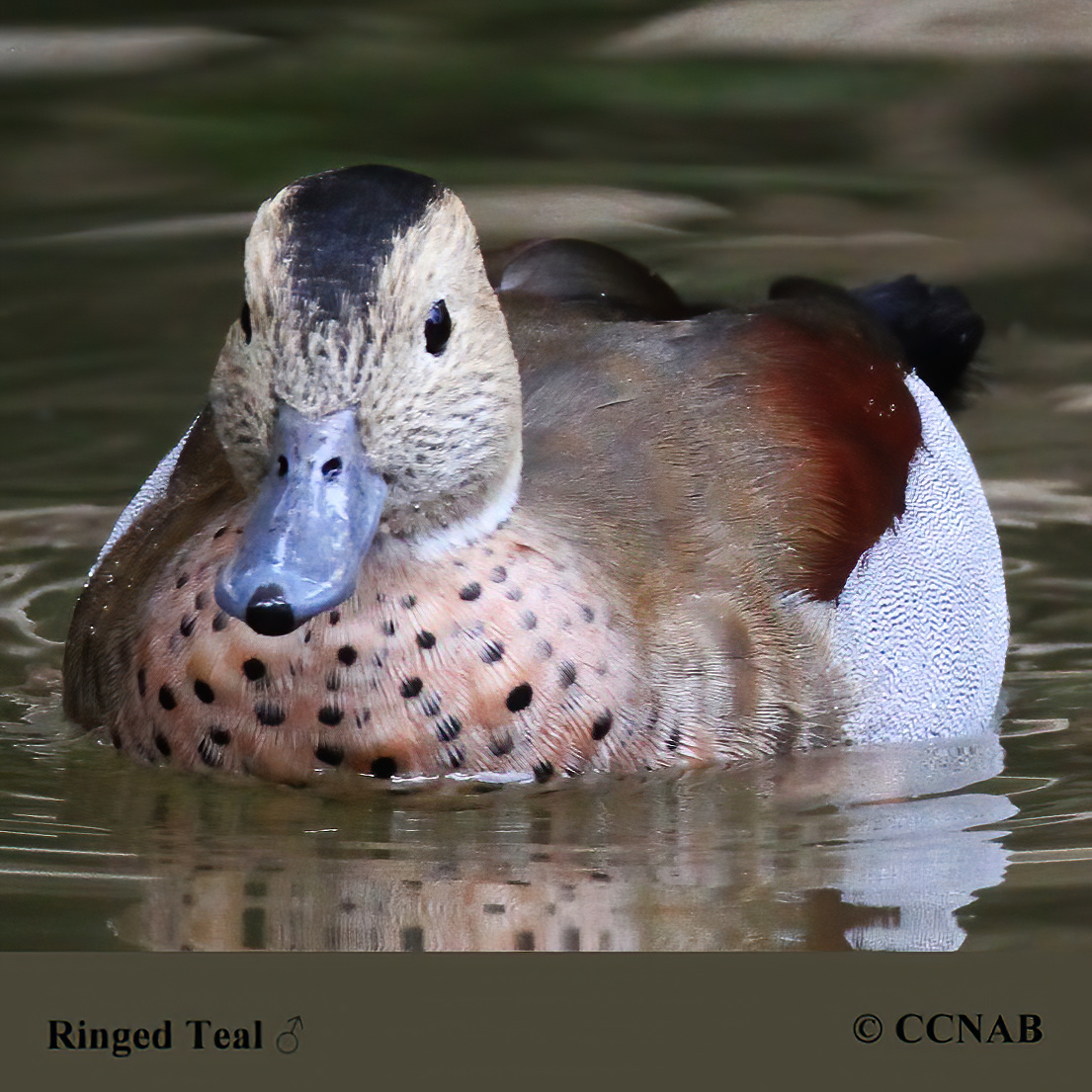 Ringed Teal