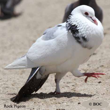 Birds of North America