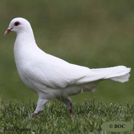 Birds of North America