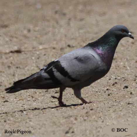 Birds of North America