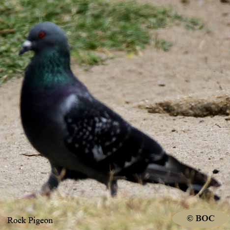Birds of North America