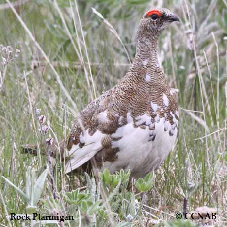 Birds of North America