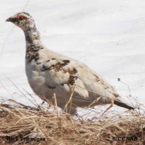 Birds of North America
