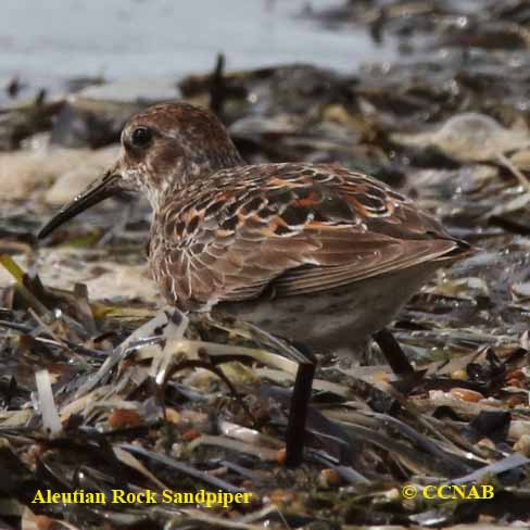 Birds of North America