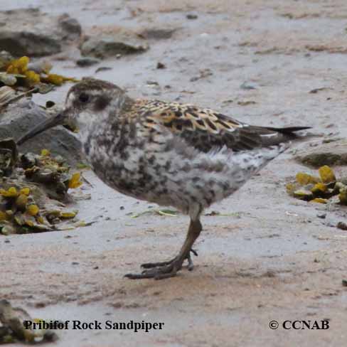 Rock Sandpiper (Aleutian)