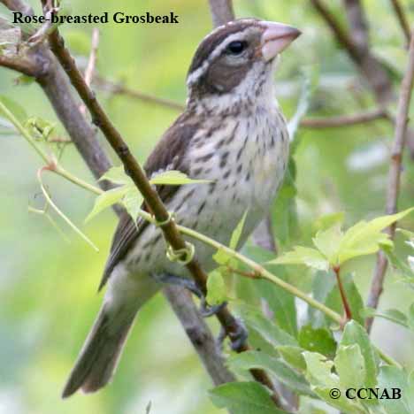 Birds of North America