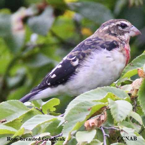 Birds of North America