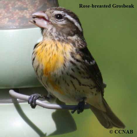 Birds of North America