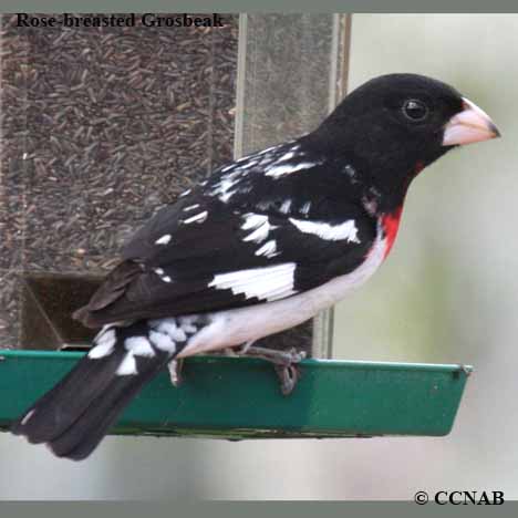 North American Grosbeaks