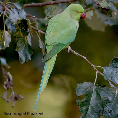Birds of North America