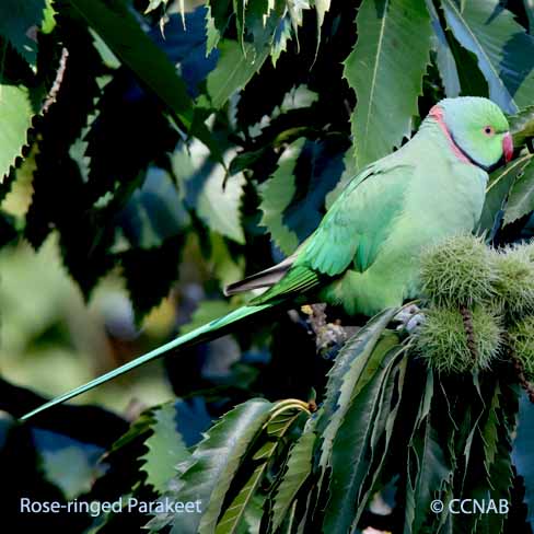 Birds of North America