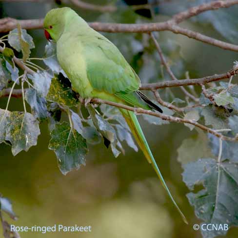 Rose-ringed Parakeet