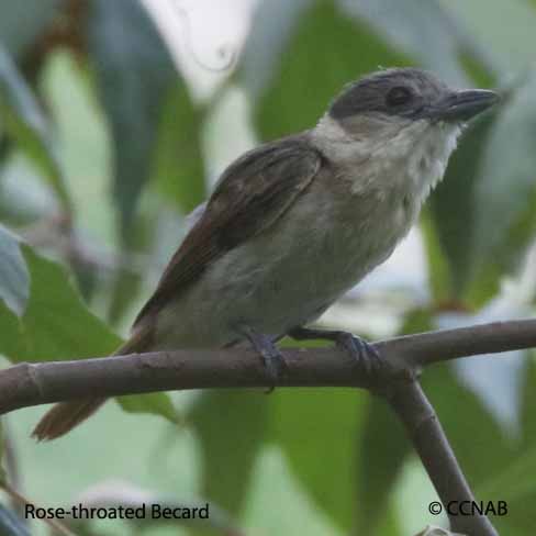 Birds of North America