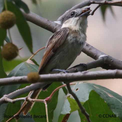 Birds of North America