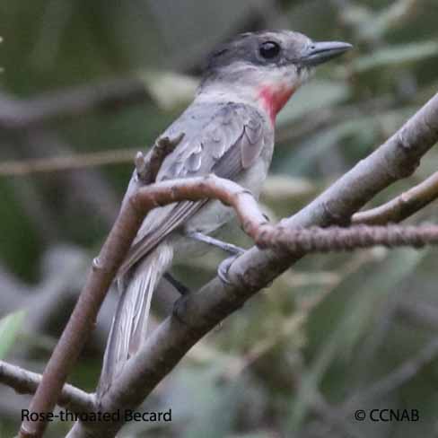 Birds of North America