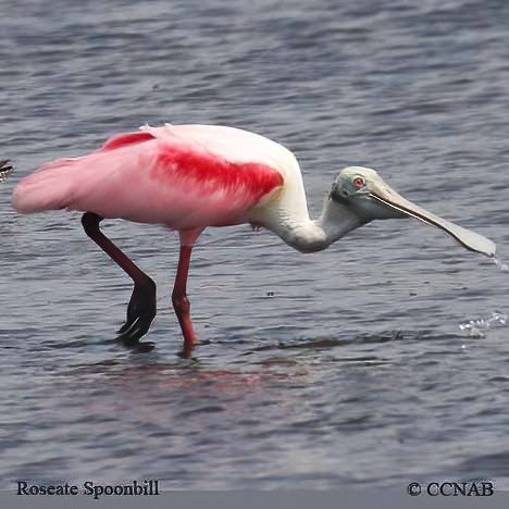 Birds of North America